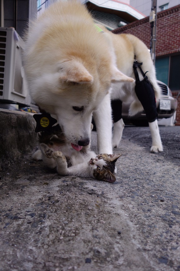 허스키의 고양이 육아일기 | 인스티즈