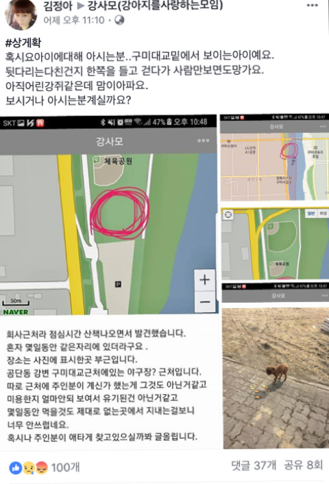 안락사될 아이들이랑 유기현장에서 발견했지만 보호소로 보내진 아이들 보고가줘ㅠㅠㅠ(여러마리고 지역도 여러군데야) | 인스티즈