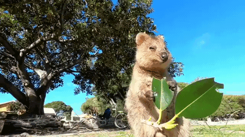먹방하는 쿼카.gif | 인스티즈