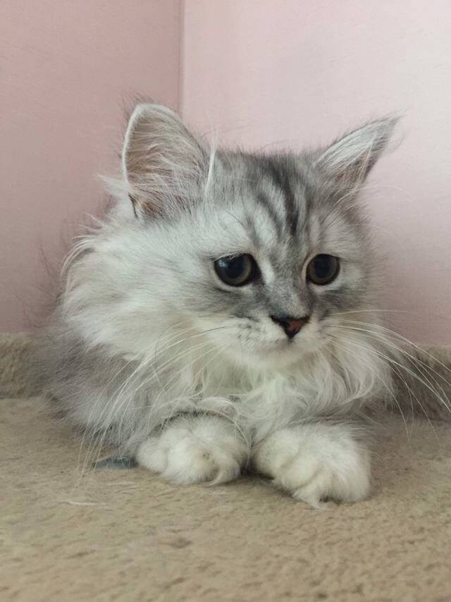 강아지가 고양이를 너무 핥아요 ㅠㅠ | 인스티즈