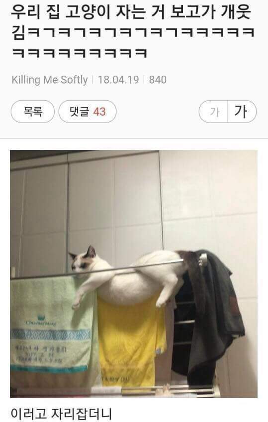 고양이의 수면자세 | 인스티즈