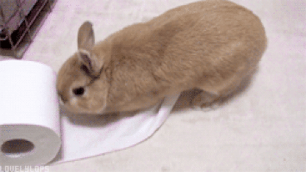 몽글몽글 귀여운 토끼.gif | 인스티즈