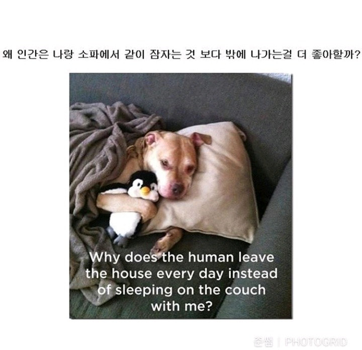 강아지가 인간칭구칭구에게 진짜 궁금한것들 | 인스티즈