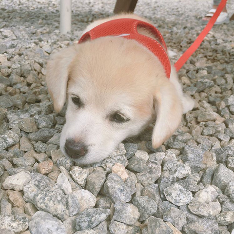 사춘기 진입한 짱절미 | 인스티즈