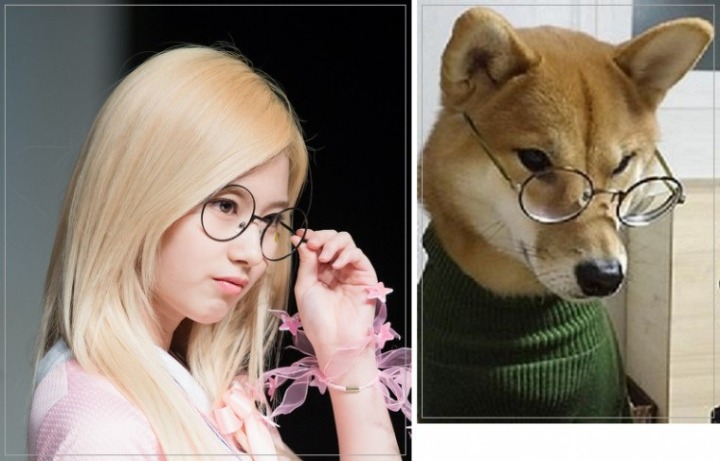 댕댕이닮은 사나 모음 | 인스티즈