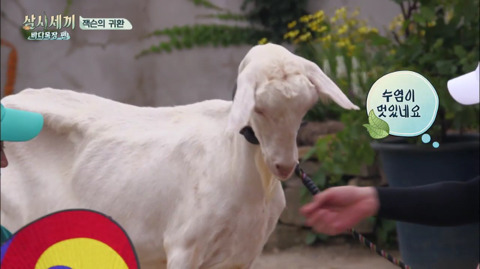 [삼시세끼] 처음 본 잭슨 때문에 놀라서 귱집사 팔 꼬옥 붙드는 고양이 쿵이.gif | 인스티즈