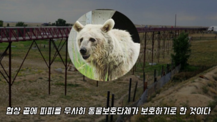 30년간 학대받은 곰 자연으로 돌아간 후 놀라운 변화 | 인스티즈