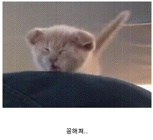 아기냥이의 점프 | 인스티즈