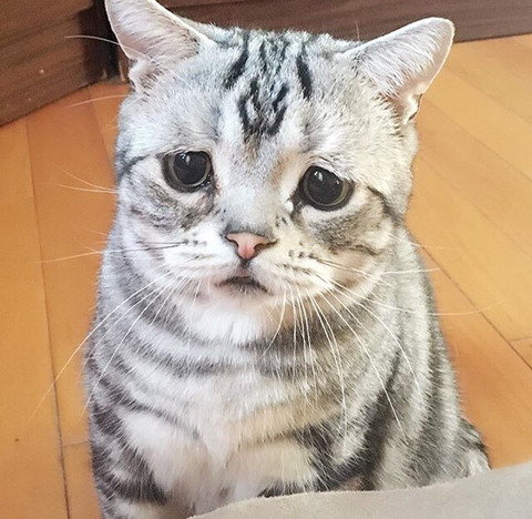 금방이라도 울 것 같은 울상 고양이 루후😿 | 인스티즈