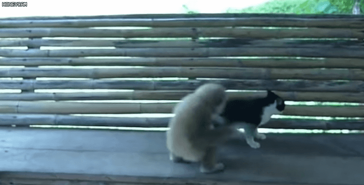 냥냥이 참교육시키는 갓숭이.gif | 인스티즈