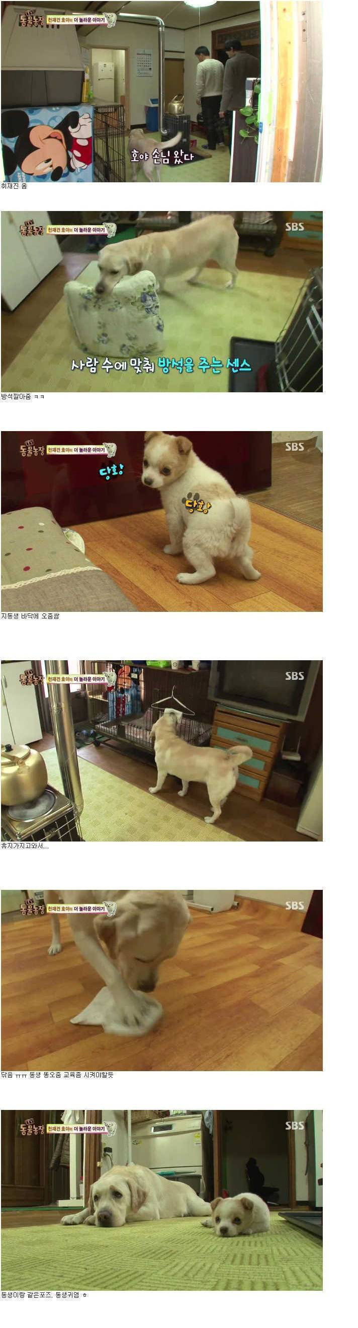 사람인척 하는 강아지 VS 강아지인척 하는 사람 | 인스티즈