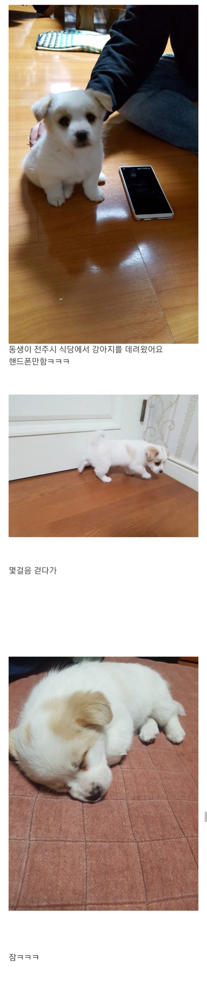 동생이 전주시 식당에서 강아지를 데려왔어요 | 인스티즈