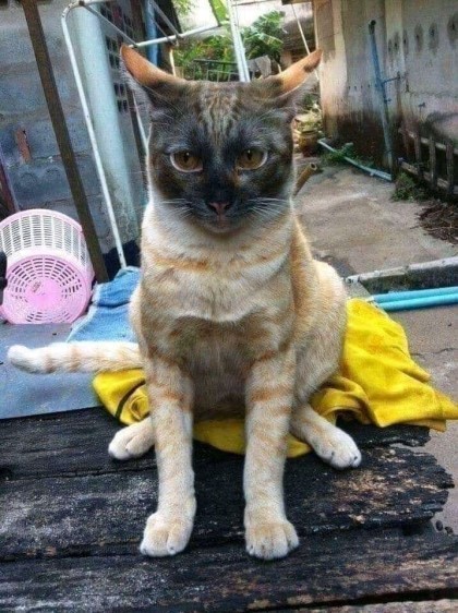 고양이 .jpg | 인스티즈