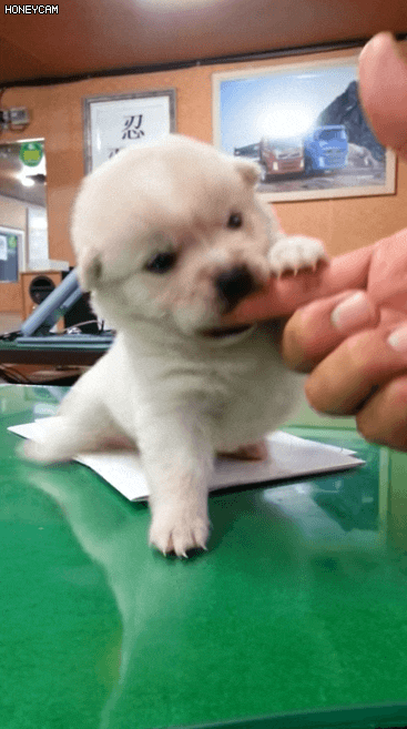 개가 사람 무는 습관을 방치하면 안되는 이유 | 인스티즈