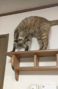 약간 고장난 고양이들 | 인스티즈