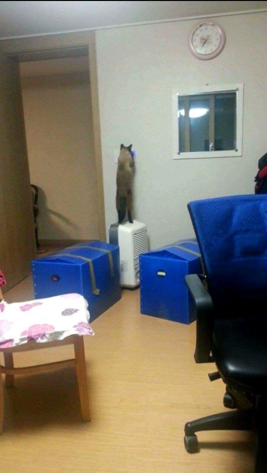 춥다고 보일러 직접 켜버리는 고양이.jpg | 인스티즈