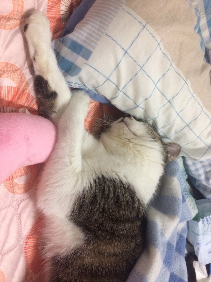 박스안에서 버려진채 떨고있던 고양이 쿠키를 도와주세요! +따뜻한 가족이되어줄 입양처를 찾습니다! | 인스티즈