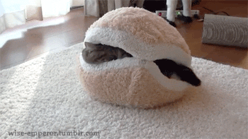 고양이 움짤 | 인스티즈