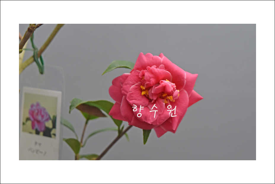 타마 이미지