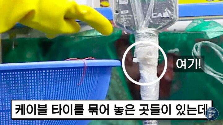 대게나 킹크랩살때 바가지 안당하는 방법!!! | 인스티즈