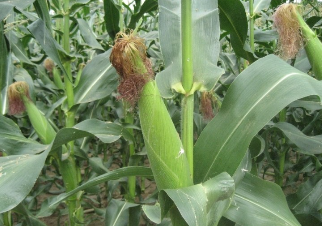 99C6CC3C5CE22D502FCF68