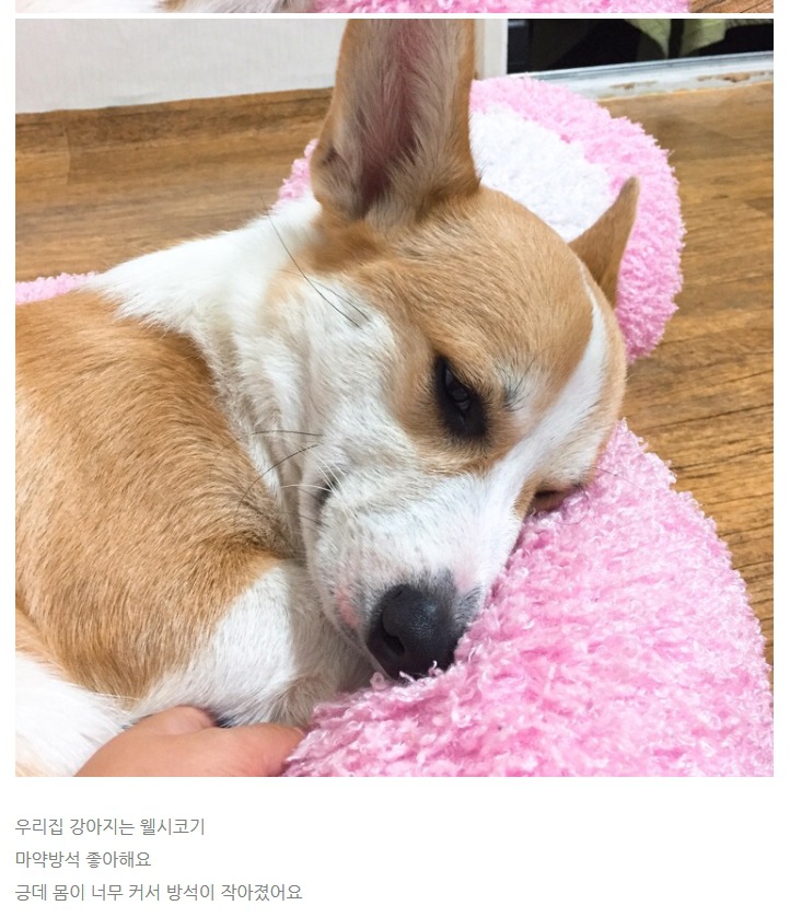 웰시코기 자는모습 | 인스티즈