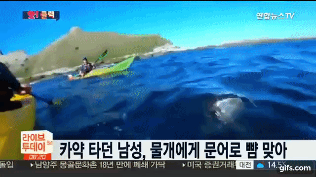 물개한테 문어로 싸대기 맞는 짤 | 인스티즈