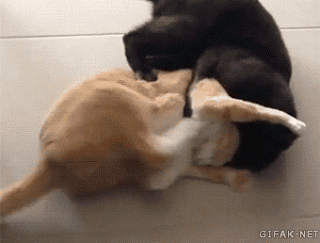 고양이 물리엔진오류 짤 모음.gif | 인스티즈