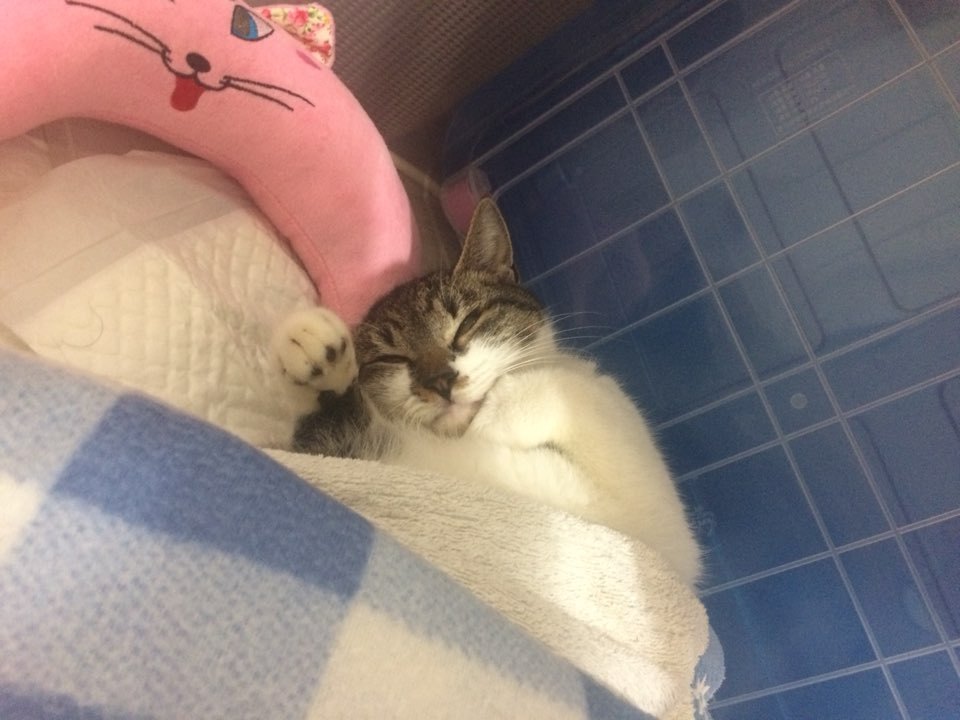 박스안에서 버려진채 떨고있던 고양이 쿠키의 평생을 함께 할수있는 따뜻한가족을 찾습니다! | 인스티즈