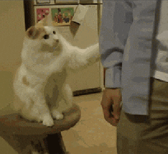 고양이 움짤 | 인스티즈