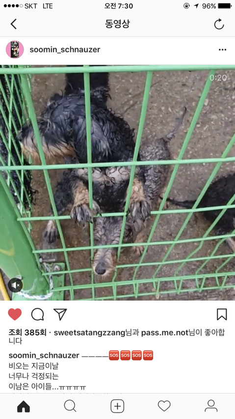 진해유기동물 보호소에 한꺼번에 몇십마리 슈나우저가 구조되어 들어왔어. 하필이면 계속 내리는 비에 온몸이 젖어 덜덜덜 떨고 있대... 한번만 봐줘 | 인스티즈