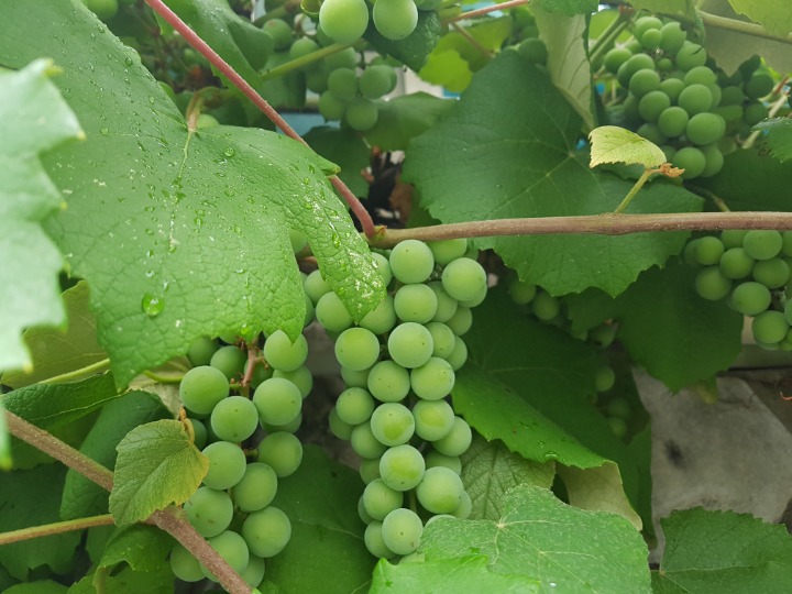 포도송이 이미지