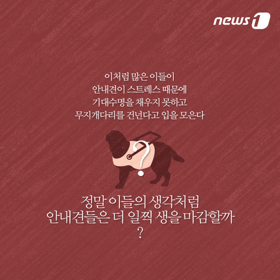 안내견은 스트레스 때문에 오래 못 산다? | 인스티즈