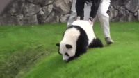 팬더 🐼 굴러다니는 게시물 | 인스티즈