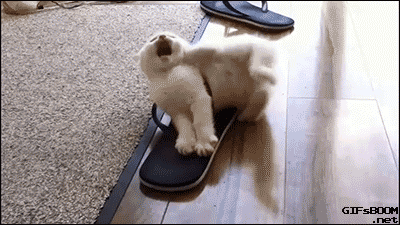 귀여운 고양이.gif | 인스티즈