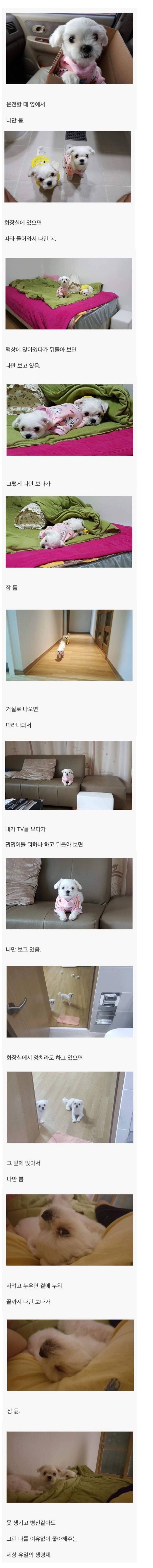 강아지를 키우면 생기는일(웃대) | 인스티즈