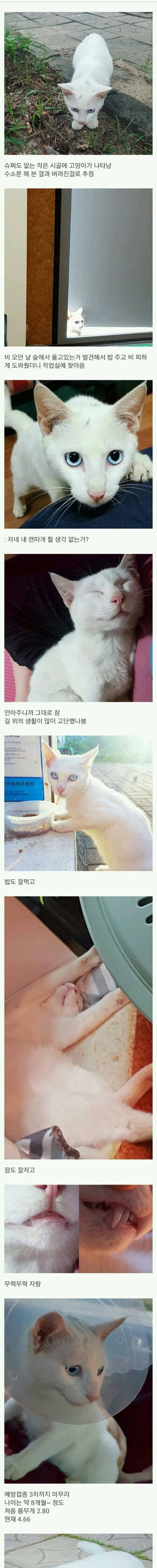 슈퍼도 없는 작은 시골에 버려진 고양이 | 인스티즈