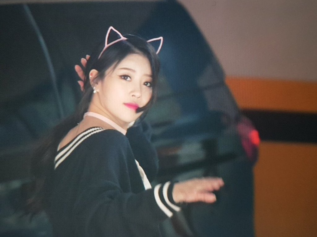 분홍고양이 이미지