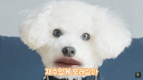 밥먹을때 강아지가 쳐다보는 이유 | 인스티즈