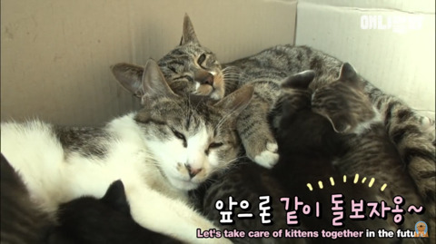 새끼고양이 열마리 키우는 엄마냥이 | 인스티즈