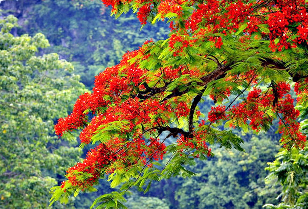꽃과나무(Flower tree) 이미지
