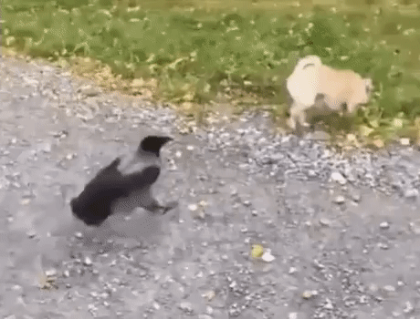 새에게 혼쭐이난 댕댕이 | 인스티즈