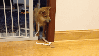 냥아치.gif | 인스티즈
