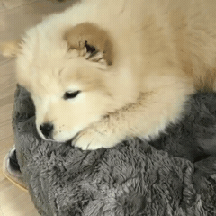 [대화가필요한개냥] 나인뮤지스 경리와 사랑스러운 반려견 시로.jpg | 인스티즈