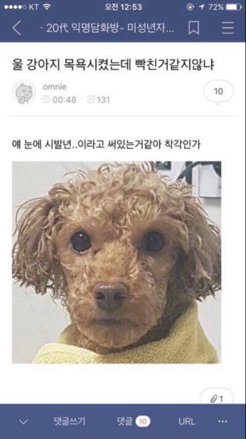 울 강아지 목욕시켰는데 빡친거같지않니 | 인스티즈