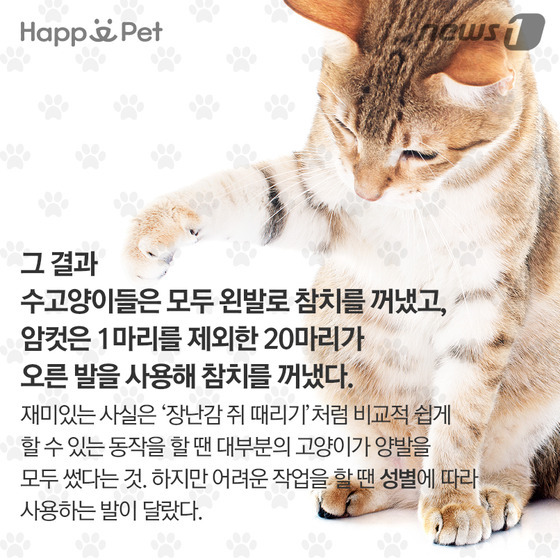 우리 개·고양이는 왼발잡이? 오른발잡이? | 인스티즈