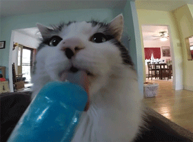 고양이 움짤몇개.gif | 인스티즈