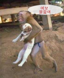 국짱 이미지